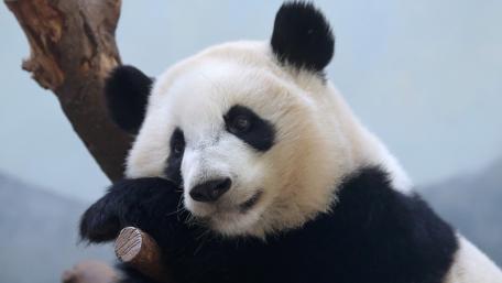 Gentle Giant of the Bamboo Forests wallpaper