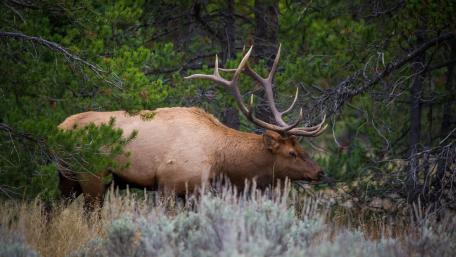 Majestic Elk Roaming the Wilderness wallpaper