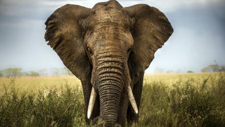 Majestic Elephant in Natural Habitat wallpaper