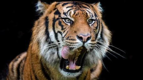 Majestic Tiger Roaring in the Wild wallpaper