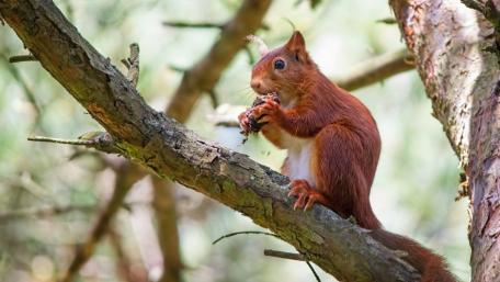 Squirrel Enjoying a Snack in Nature's Embrace wallpaper