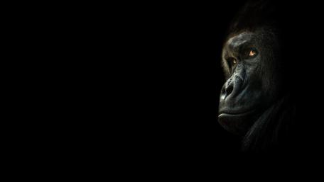 Majestic Gorilla in Shadows wallpaper