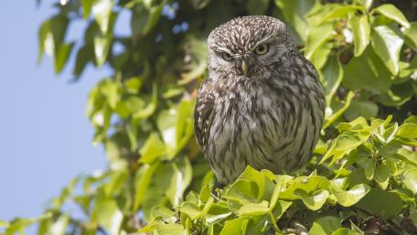 Majestic Owl Perched Among Greenery wallpaper