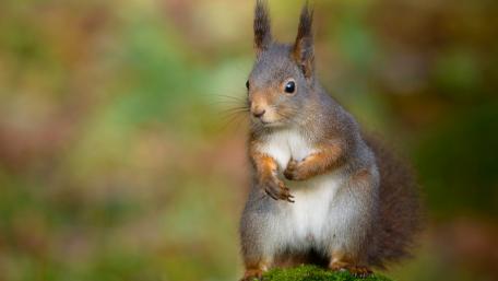 Charming Squirrel in Nature's Embrace wallpaper