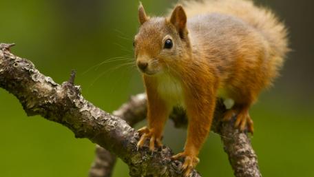 Charming Squirrel Posing on a Branch wallpaper