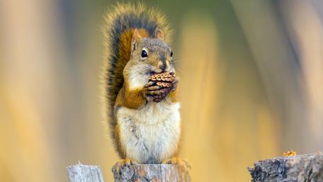 Squirrel Enjoying a Pine Cone Snack wallpaper