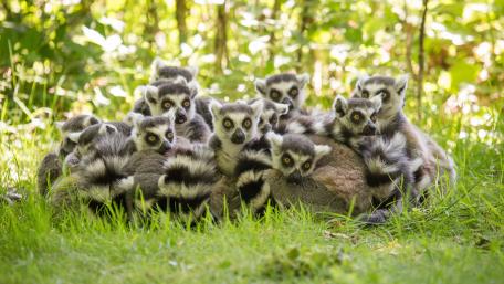 Lemur family wallpaper