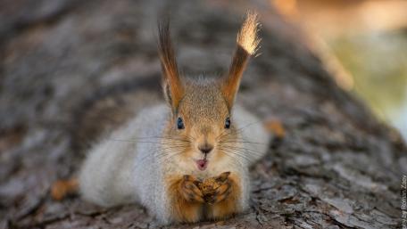 Curious Squirrel in Nature's Embrace wallpaper