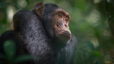 Majestic Chimpanzee in Nature's Embrace wallpaper