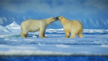 Polar Bears in a Serene Arctic Setting wallpaper