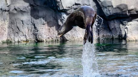 Graceful Sea Lion in Mid-Air Jumping Display wallpaper