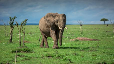 Majestic Elephant in Green Wilderness wallpaper