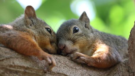 Adorable Squirrels Snuggling Together in Nature wallpaper