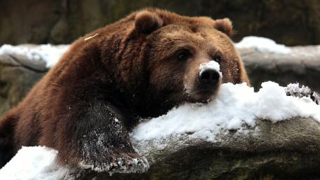 Majestic Bear in Winter Wonderland wallpaper