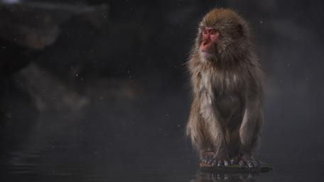 Majestic Monkey in a Serene Setting wallpaper