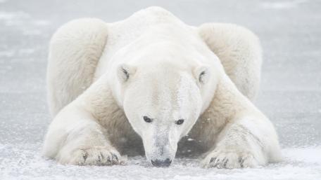 Polar Bear on Ice in a Winter Landscape wallpaper