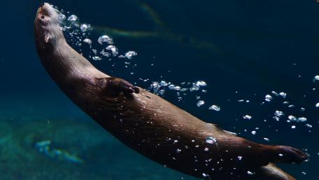 Playful Otter Swimming Underwater wallpaper