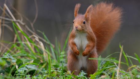 Squirrel in Nature's Embrace wallpaper