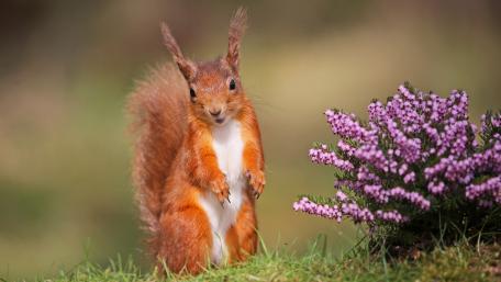 Charming Squirrel Surrounded by Flowers wallpaper