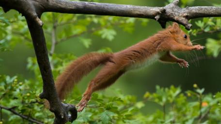 Graceful Squirrel in Mid-Jump Over Branches wallpaper