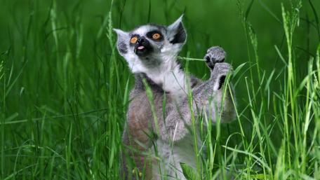 Curious Lemur Among Lush Green Grass wallpaper