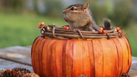 Charming Chipmunk in a Pumpkin Nest wallpaper