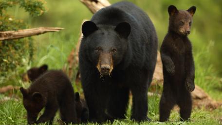 Majestic Bears in Natural Habitat wallpaper