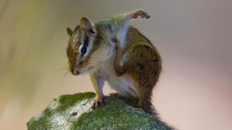 Charming Chipmunk in Nature's Embrace wallpaper