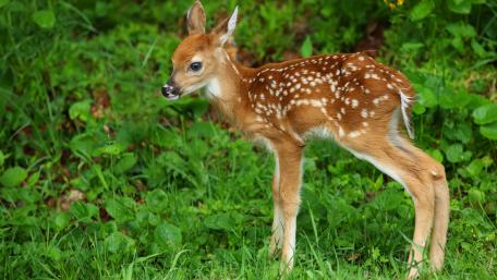 Gentle Grace of a Fawn wallpaper