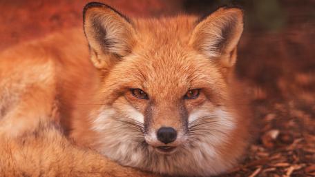 Majestic Red Fox Relaxing in Nature wallpaper