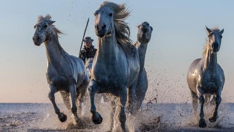 Majestic White Horses Galloping in the Sea wallpaper