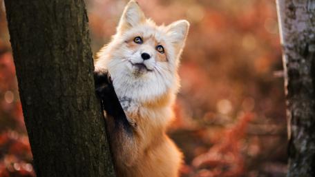 Curious Fox Amidst Nature's Beauty wallpaper