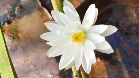 Serene White Water Lily Amidst Tranquil Waters wallpaper