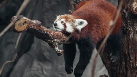 Charming Red Panda Relaxing on a Tree Branch wallpaper
