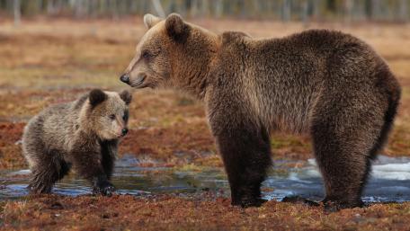 Bears in Their Natural Habitat wallpaper