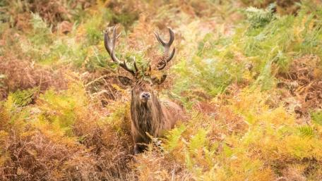 Majestic Stag in Autumn Foliage wallpaper