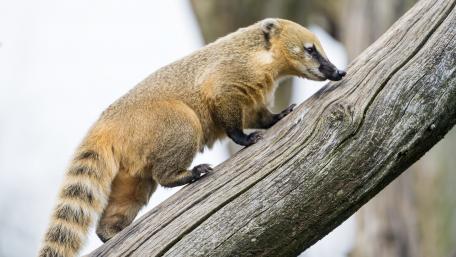 Curious Coati Climbing a Tree wallpaper