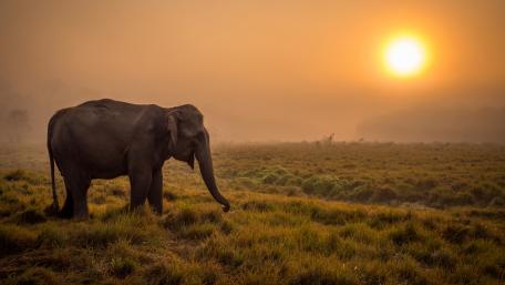 Majestic Elephant at Sunrise in Misty Landscape wallpaper