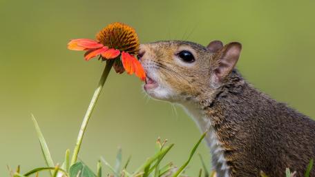 Charming Squirrel in Nature's Blooming Beauty wallpaper