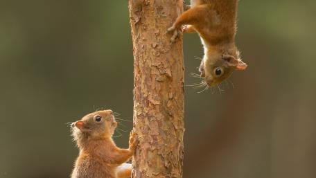 Playful Squirrels on a Tree Trunk wallpaper