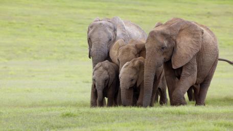Majestic Elephants in Their Natural Habitat wallpaper