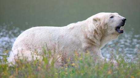 Majestic Polar Bear in a Serene Landscape wallpaper