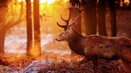 Majestic Deer in a Golden Dawn Light wallpaper