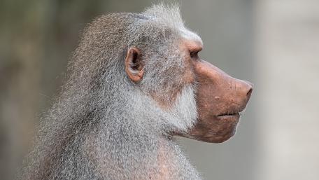 Majestic Baboon in Profile View wallpaper