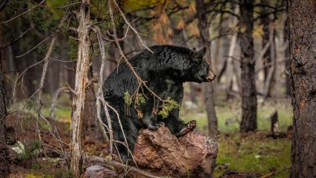 Majestic Black Bear in the Wild Forest Scene wallpaper