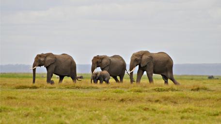Majestic Elephants Walking in the Wild Together wallpaper