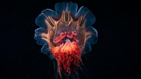 Captivating Abstract Jellyfish Displaying Nature's Graceful Beauty wallpaper