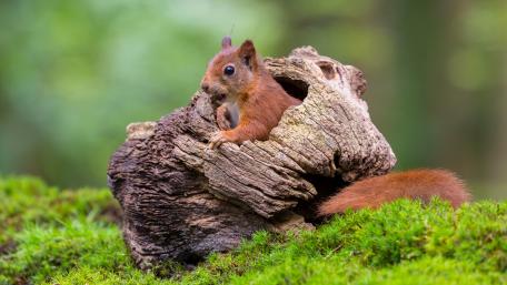Squirrel Nestled in Nature's Embrace wallpaper