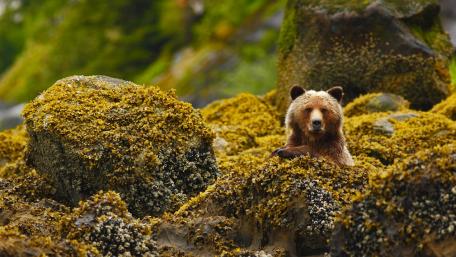 Majestic Bear Amidst Nature's Greens wallpaper