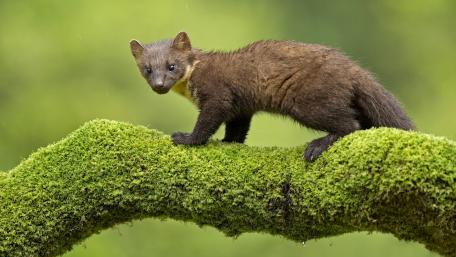 Mysterious Wildlife on Mossy Branches wallpaper